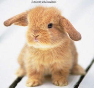 a close-up of a rabbit