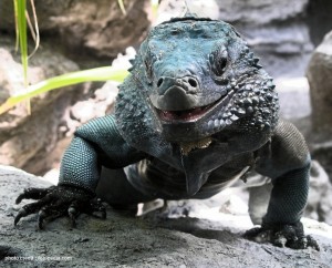 a lizard standing on a rock