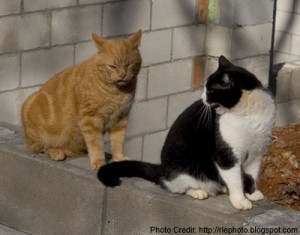a couple of cats sitting on a ledge