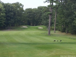 a golf course with trees and a few birds