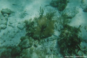 a close-up of a coral reef