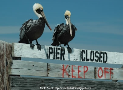 a couple of pelicans on a sign