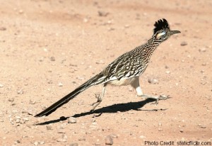 a bird running on the ground