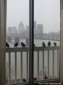 cold birds from suite sheraton sdf ky delta points blog