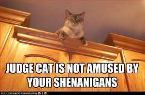 shena cat judge not happy