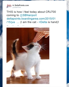 a hand touching a kitten