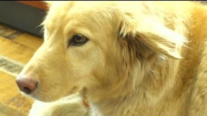 no puppy you can not fly delta 1st class