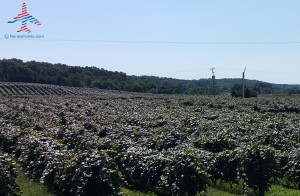 making wine pure michigan grapes travel joy (6)