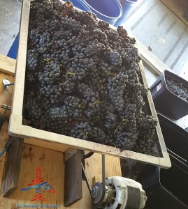 making wine pure michigan grapes travel joy (8)