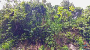 Harrisons Cave Barbados review Renes Points blog (2)