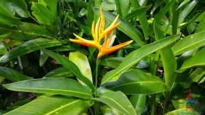 Harrisons Cave Barbados review Renes Points blog (3)