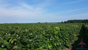michigan-grapes-for-wine-renespoints-blog-puremichigan-joy-1