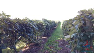 michigan-grapes-for-wine-renespoints-blog-puremichigan-joy-2
