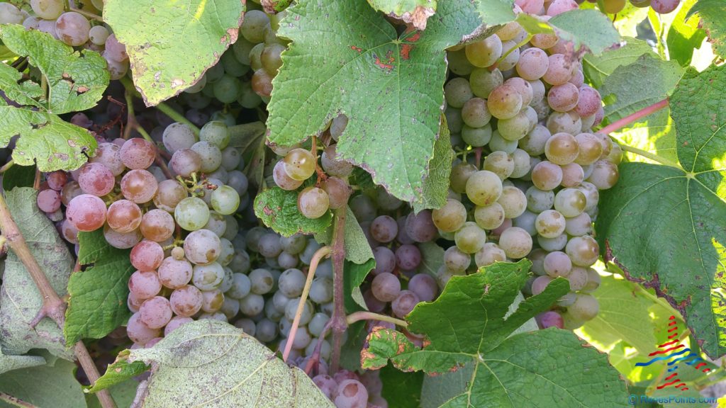 michigangrapesforwinerenespointsblogpuremichiganjoy6 Eye of