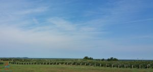 michigan-grapes-for-wine-renespoints-blog-puremichigan-joy-7