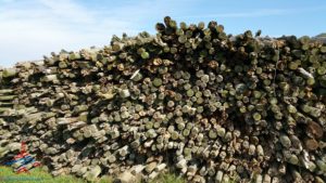 michigan-grapes-for-wine-renespoints-blog-puremichigan-joy-8