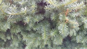 RenesPoints LG V20 sample photos cam 1 and fisheye cam 2 examples Phone Review (5)