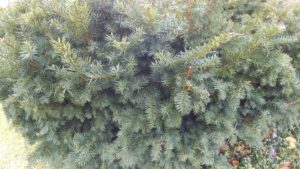 RenesPoints LG V20 sample photos cam 1 and fisheye cam 2 examples Phone Review (6)