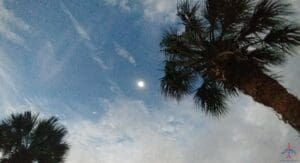 a palm trees and the moon