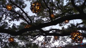 a tree with lights from it