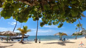 a beach with palm trees and a boat