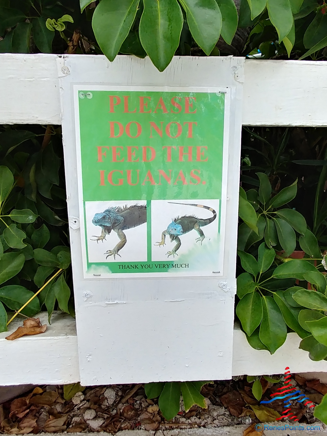 Bolongo Bay Beach Resort Review St. Thomas United States Virgin Islands (USVI)