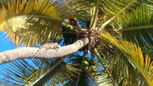 a lizard on a tree branch