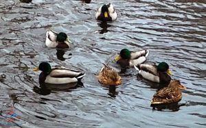 a group of ducks swimming in water