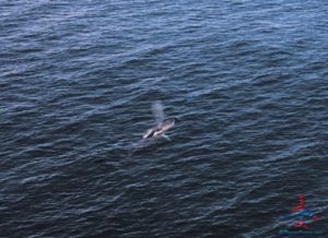 a whale swimming in the water