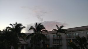 palm trees in front of a building