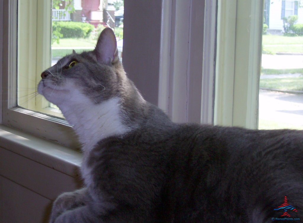 a cat looking out a window