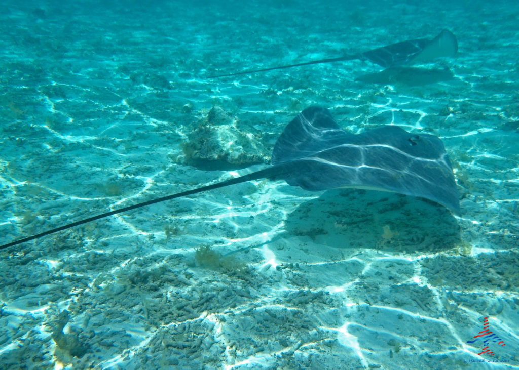 Stingrays are seen during a snorkeling expedition on a Tahiti honeymoon.