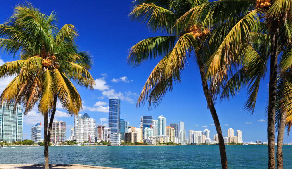 Miami Skyline with palm trees