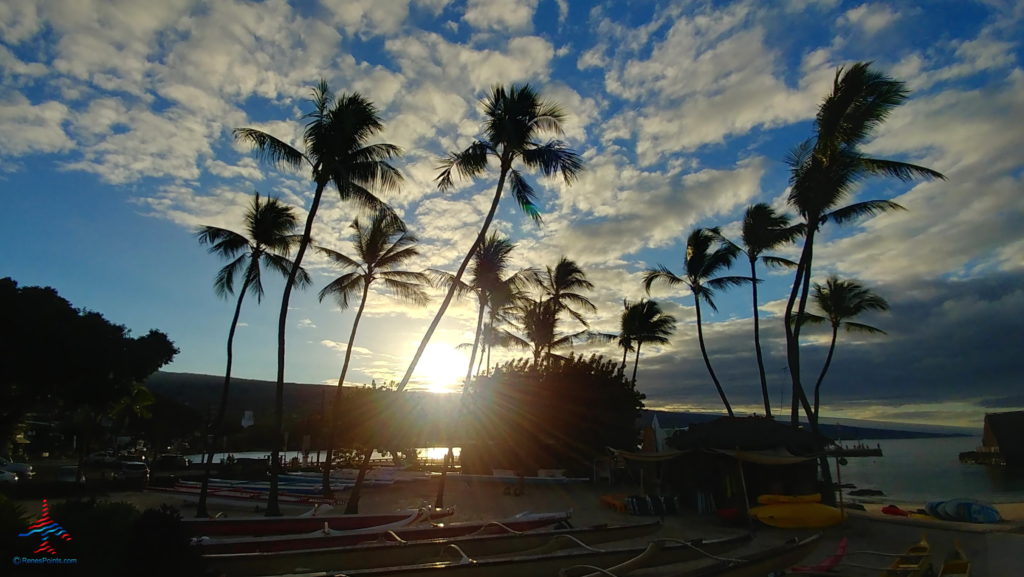 a group of palm trees on a beach