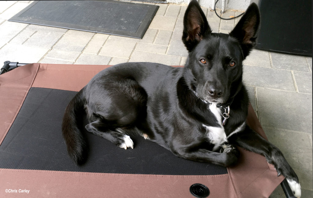 a black dog lying on a brown and pink surface