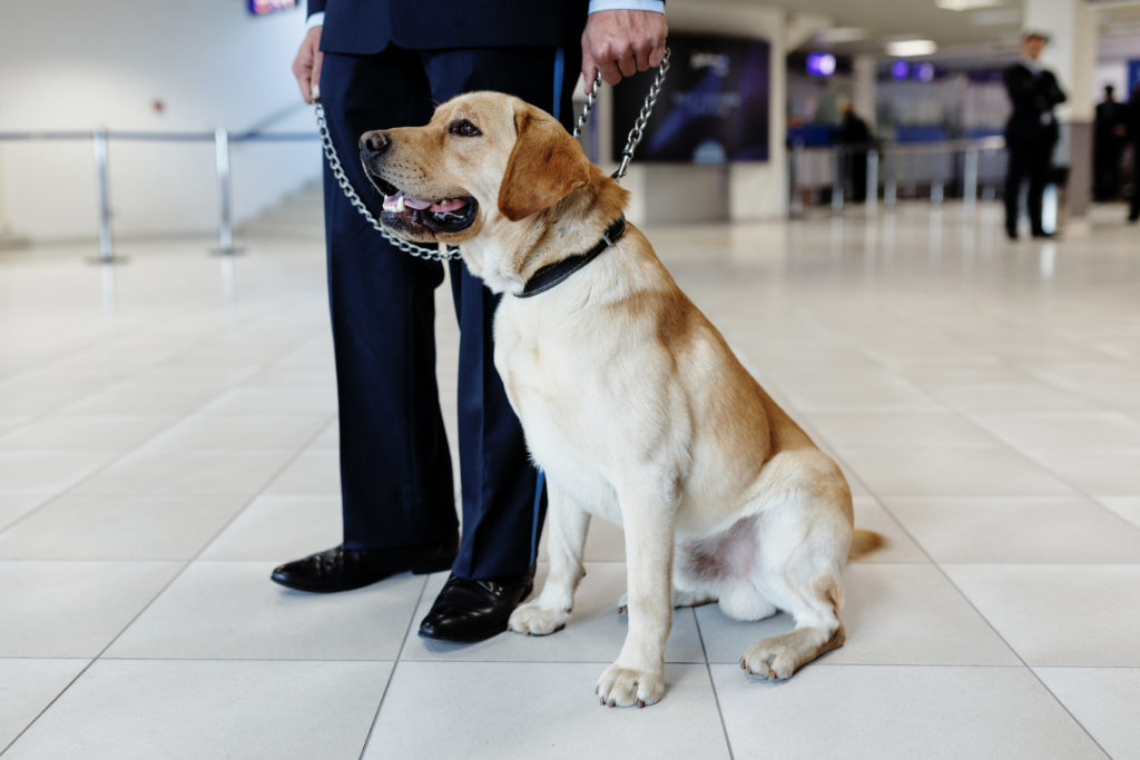 a dog on a leash