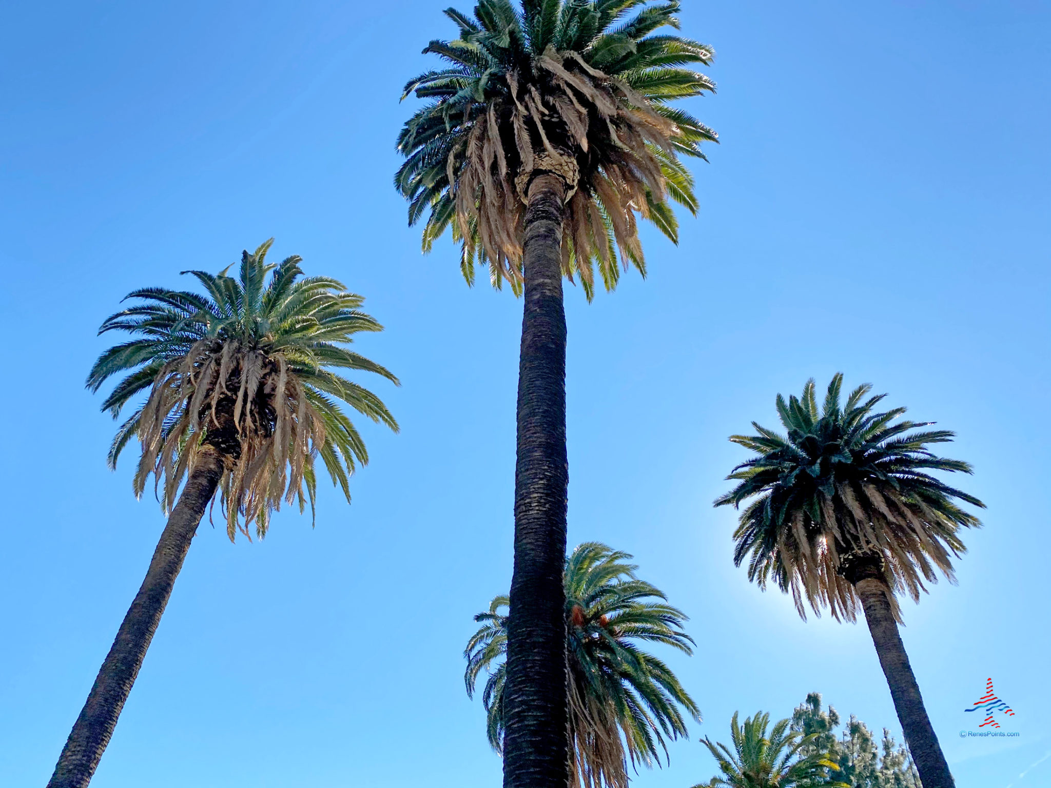 Los-Angeles-Palm-Trees - Eye of the Flyer