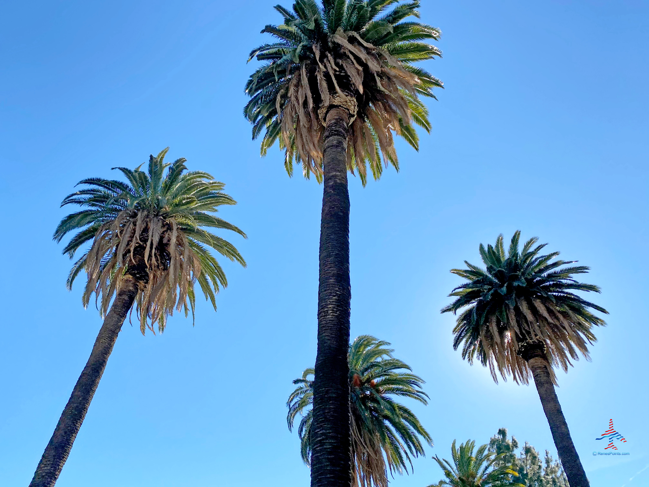 LosAngelesPalmTrees Eye of the Flyer