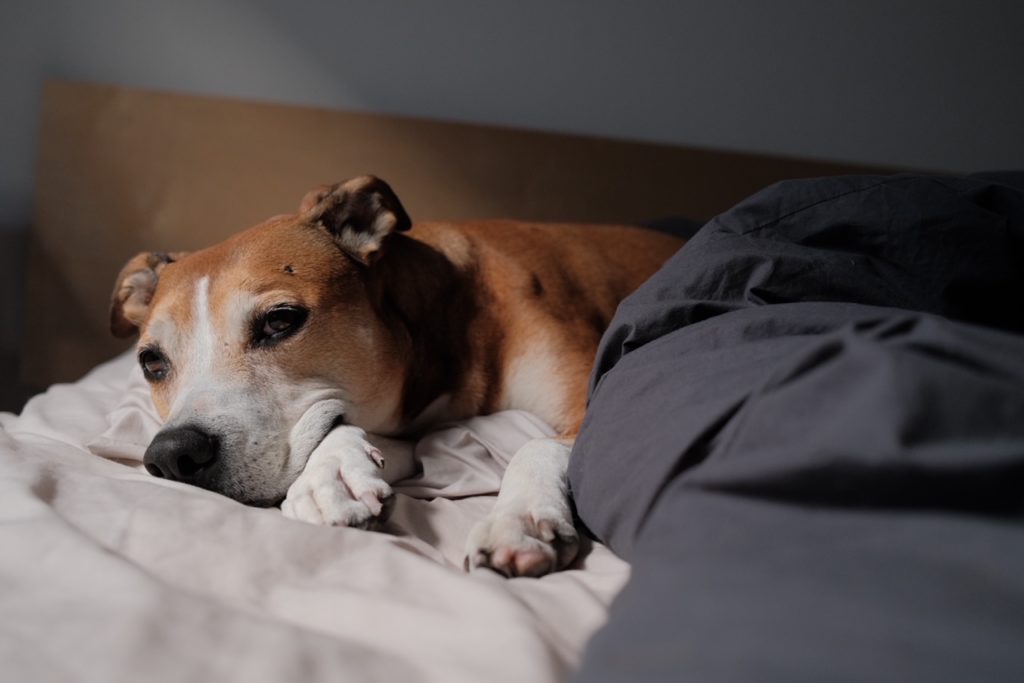 Delta Air Lines will once again allow certain pit bulls on its flights.