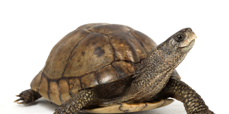 Flights at Tokyo Narita airport were briefly delayed -- by a turtle crossing an active runway.