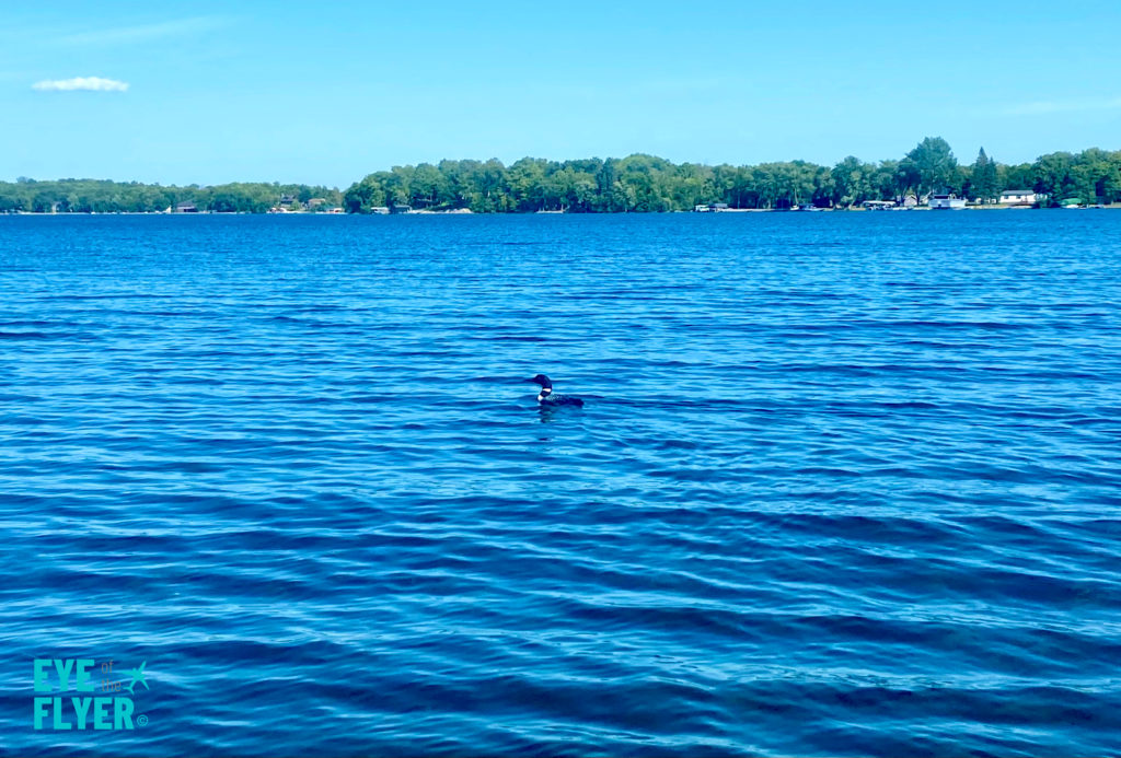 A loon floats on a lake in Minnesota.