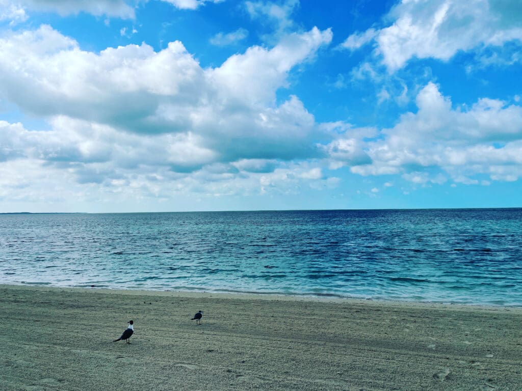 birds on a beach