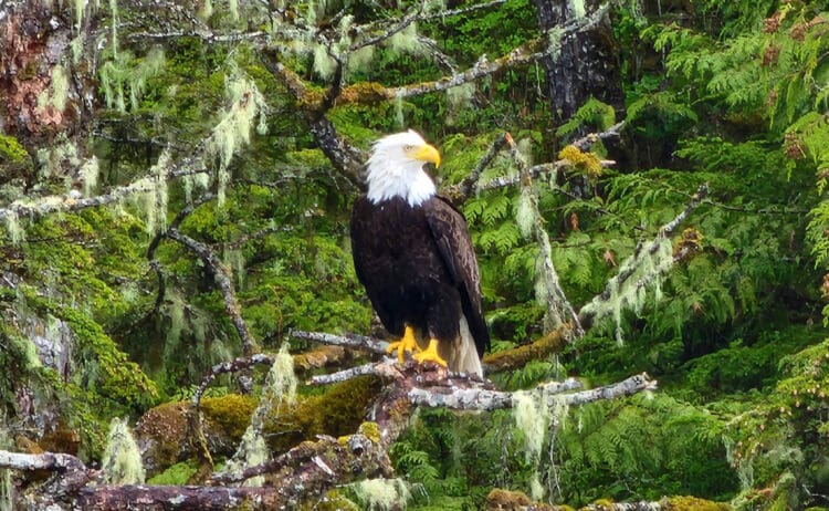 Deadliest Catch Alaska Adventure on the Aleutian Ballad Excursion from Norwegian Cruise Lines