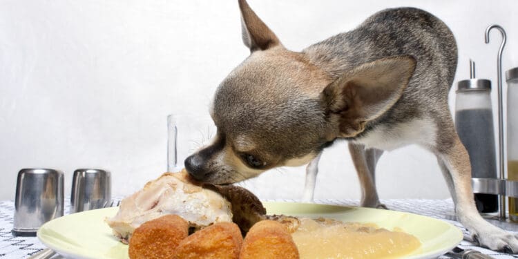 Chihuahua eating food from plate on dinner table. (©iStock.com/GlobalP)