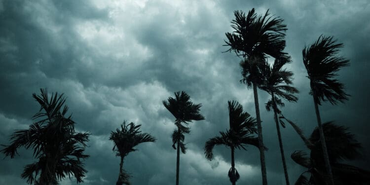 Thick dark black heavy storm clouds covered summer sunset sky horizon. Gale speed wind blowing over blurry coconut palm tree before Norwesters Kalbaishakhi Bordoisila thunderstorm torrential rain.