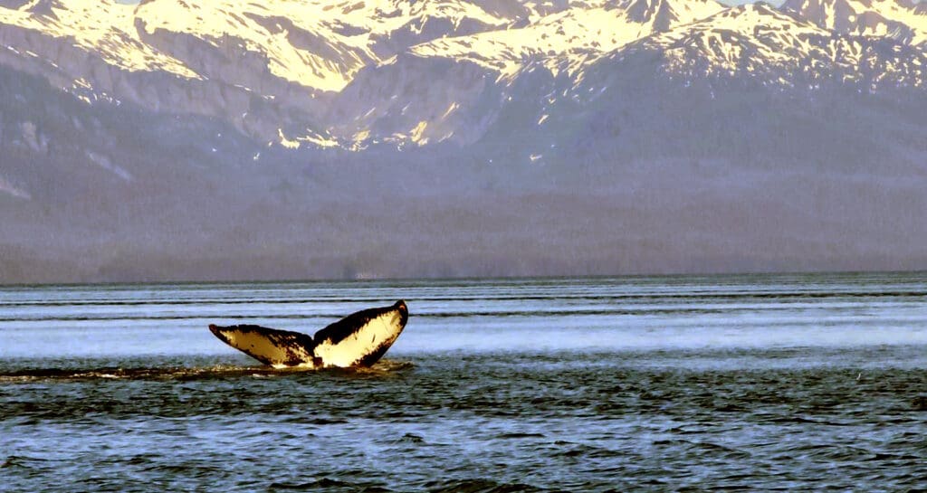 a whale tail in the water