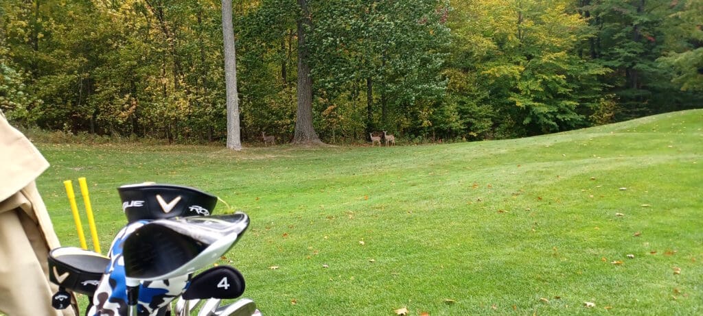 a golf club in the middle of a golf course with deer in the background