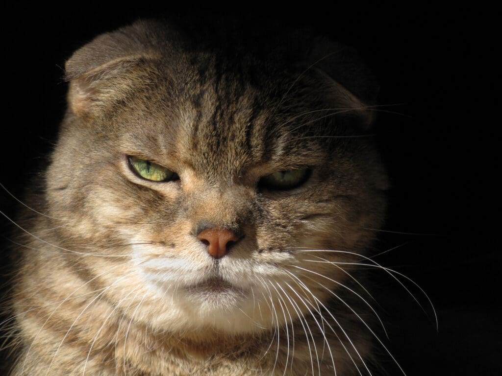 This is my cat gazing at the camera, half in shadow. He had beautiful golden eyes and the curved ears of his breed, Scottish Fold.