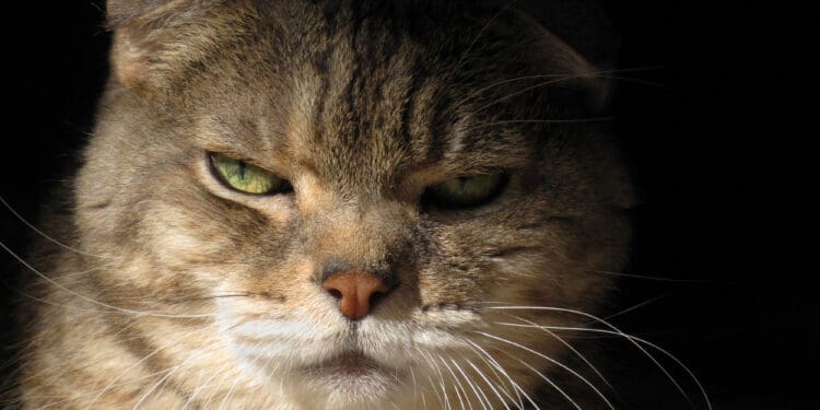 This is my cat gazing at the camera, half in shadow. He had beautiful golden eyes and the curved ears of his breed, Scottish Fold.
