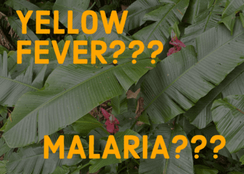 Yellow Fever Malaria